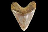 Serrated, Fossil Megalodon Tooth - West Java, Indonesia #148970-1